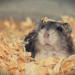 Ratgeber Hamster: Trinkflasche oder Trinknapf?
