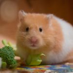 Welcher Hamster passt zu mir?