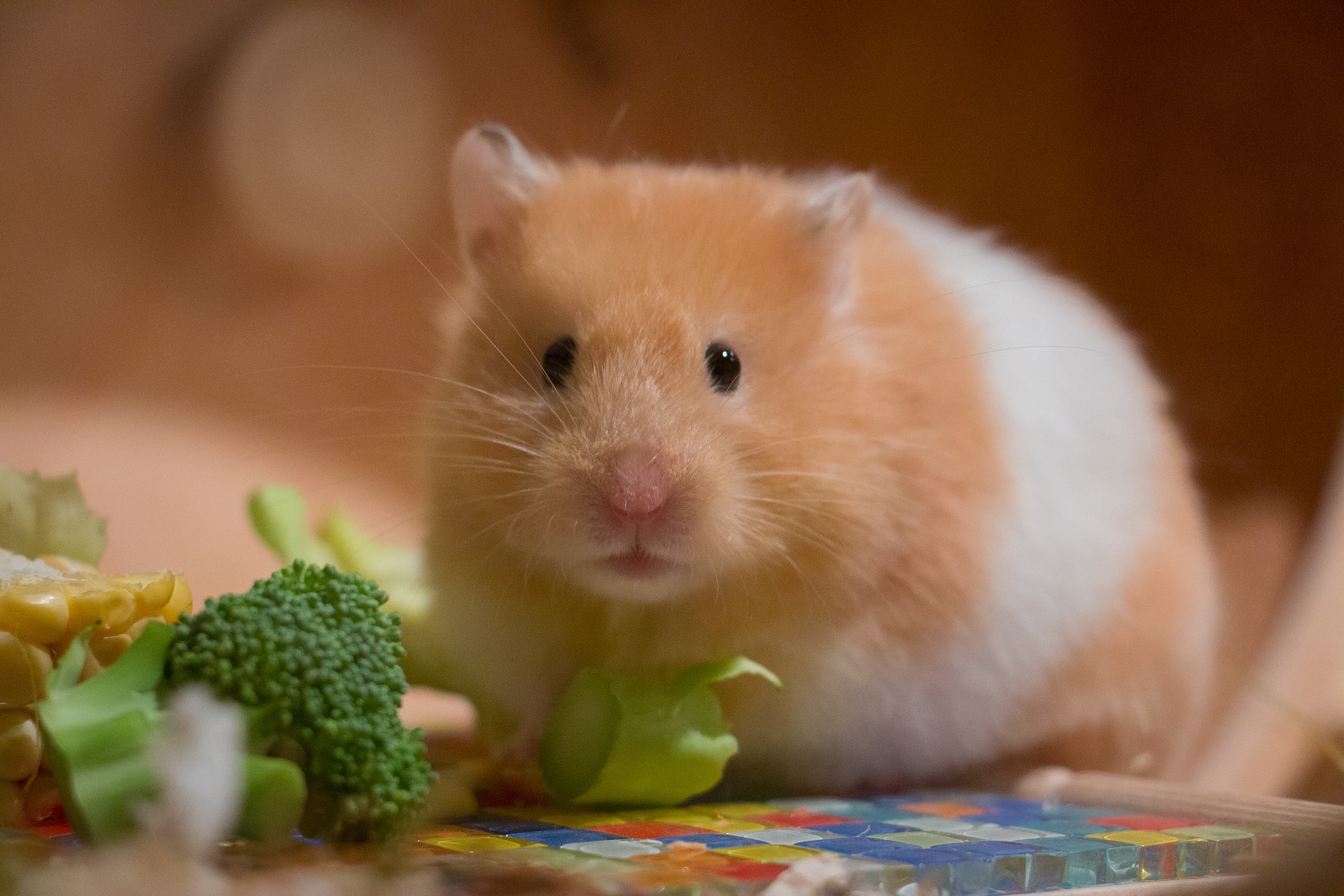 Welcher Hamster Passt Zu Mir Nagerguide De