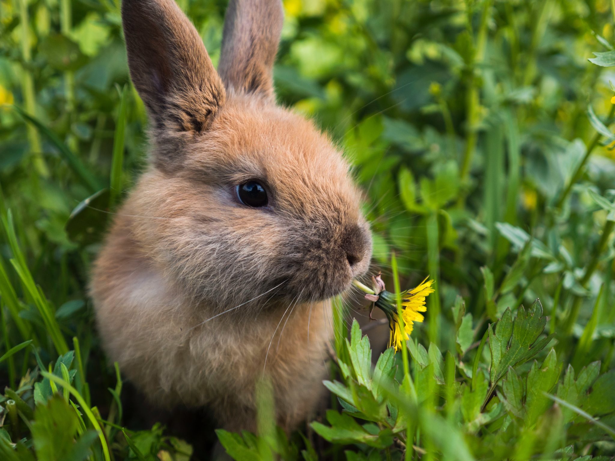 Welche Blumen dürfen Kaninchen fressen | nagerguide.de