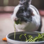 dürfen kaninchen fleisch essen?