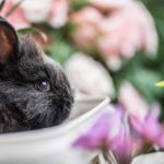 Wie lange können Kaninchen ohne Wasser?