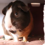 Meerschweinchen hat Durchfall - was soll ich tun?