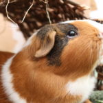 Passen Meerschweinchen und Kaninchen zusammen
