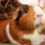 Meerschweinchen Weibchen und Kastrat jagen sich