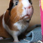 Verstehen sich Hamster und Meerschweinchen?