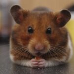 Dürfen Hamster Tomaten fressen