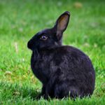 Welche Blumen dürfen Kaninchen fressen