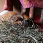 Meerschweinchen versteckt sich nur: die Gründe und wie du helfen kannst