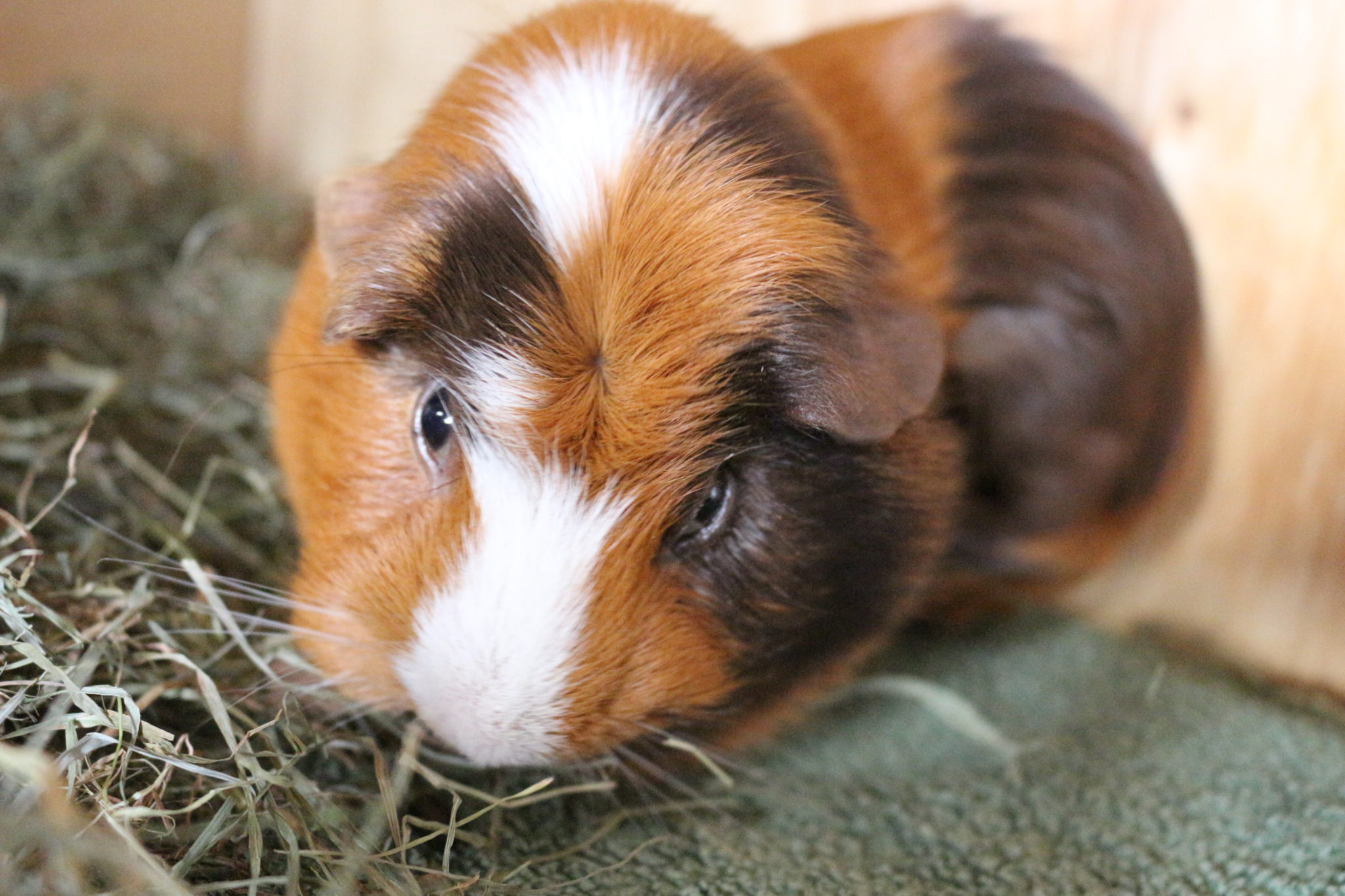 Dürfen Meerschweinchen Tomaten fressen? | nagerguide.de