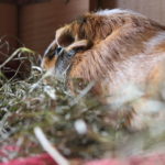 So oft solltest du Meerschweinchenkäfig oder -gehege wirklich reinigen