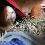 Brauchen Meerschweinchen nachts Licht?