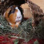 Wie wird mein Meerschweinchen zahm?