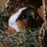 Meerschweinchen essen auch im Dunkeln