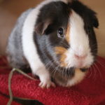 Meerschweinchen - ein Streicheltier? Die Realität bei der Haltung
