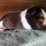 Können Meerschweinchen klettern?