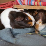Meerschweinchen und Hund zusammen halten
