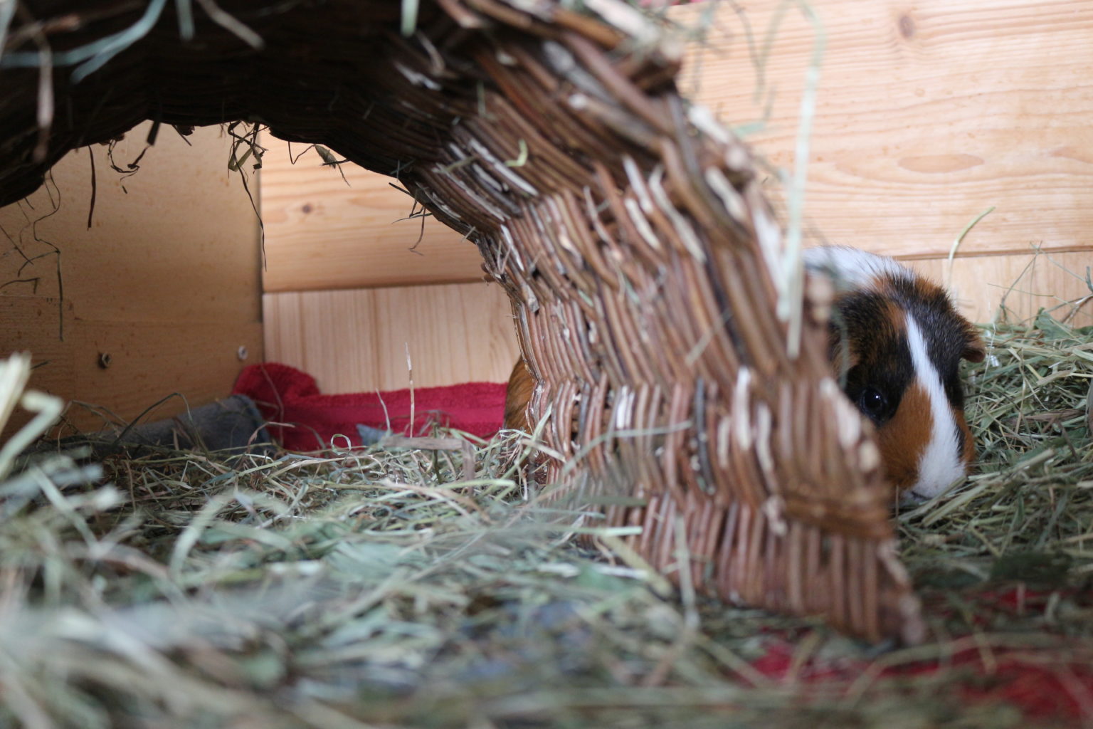 Meerschweinchen frisst nicht mehr - was du jetzt schnell tun solltest