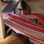 Meerschweinchen im Schlafzimmer halten - Vor- und Nachteile