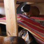Erstausstattung Meerschweinchen