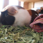 Meerschweinchen hustet - mögliche Gründe und Behandlung
