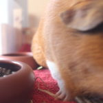 Meerschweinchen trinkt viel - mögliche Gründe