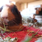 Warum Meerschweinchen mit den Zähnen klappern