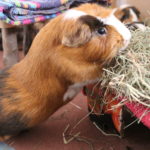 Meerschweinchen versucht auszubrechen
