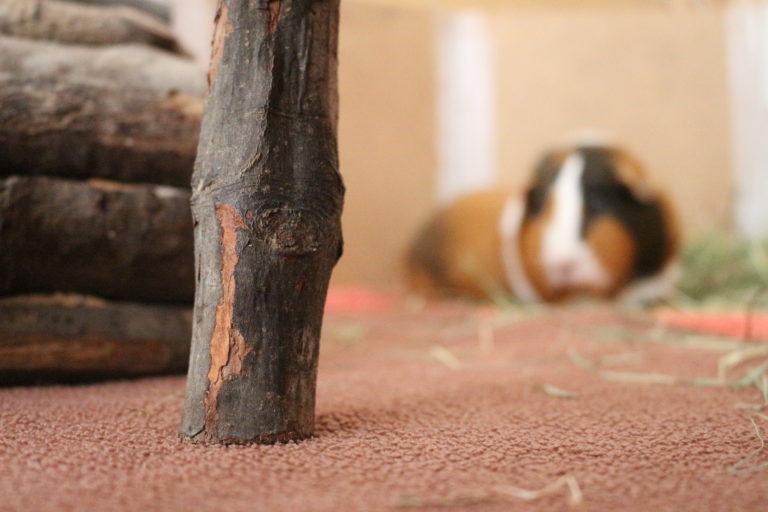 Mein Meerschweinchen ist tot, was soll ich machen? nagerguide.de