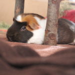Meerschweinchen Nase feucht