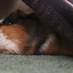 Wie schlafen Meerschweinchen?