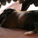 Meerschweinchen kann nicht mehr laufen