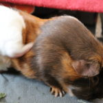 Mein Meerschweinchen juckt sich die ganze Zeit