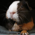 Warum mag mein Meerschweinchen mich nicht?