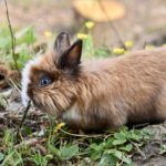 Kaninchen oder Zwergkaninchen?