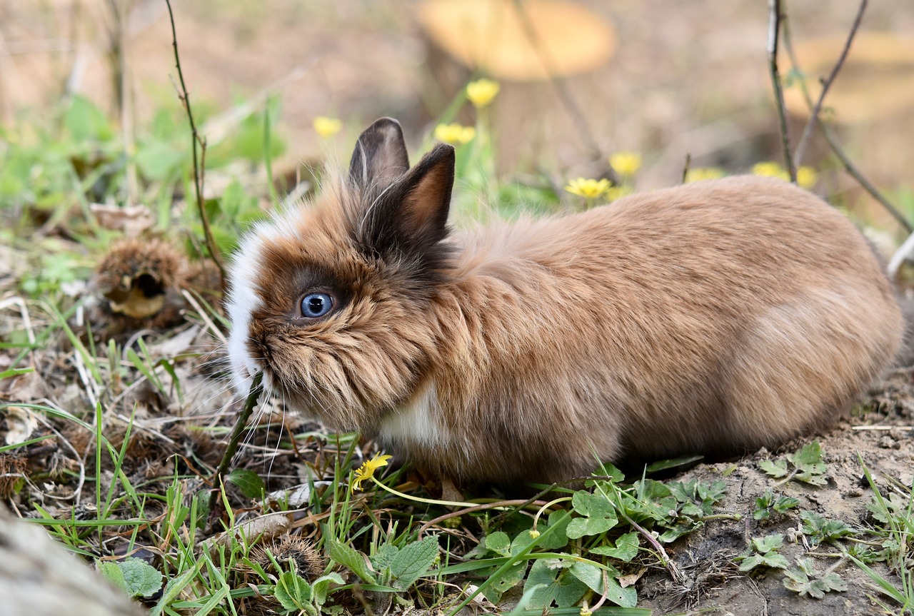 wo gibt es kaninchen im angebot