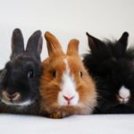 Die ultimativ-süße Namensliste für Kaninchen: weiblich und männlich
