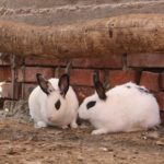 Was dürfen Kaninchen nicht fressen?