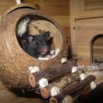Hamster versucht auszubrechen