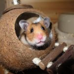 Dürfen Hamster Löwenzahn fressen?