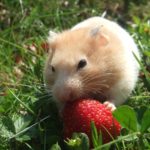 Wann Hamster füttern?