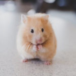 Hamster Erstausstattung