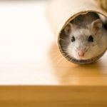 Hamster und Mäuse als Haustiere für Kinder?