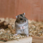 Wie halte ich Hamster richtig - dein Guide zum Starten
