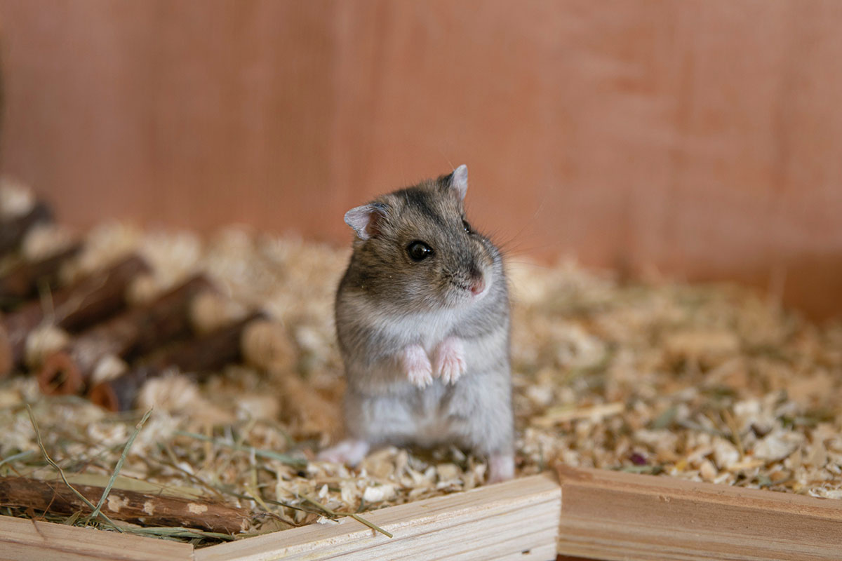 Anzeichen hamster stirbt Hamster Milben:
