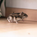 Hamster kommt nicht auf die Hand - das kannst du tun