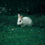 Wie viel Auslauf braucht ein Kaninchen?