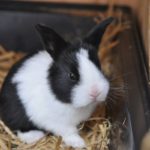 Können Kaninchen weinen? So drückt dein Langohr seine Gefühle wirklich aus