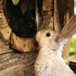 Welcher Belag für Rampen bei Kaninchen?