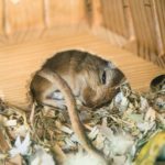 Hamster will nicht mehr in sein Haus